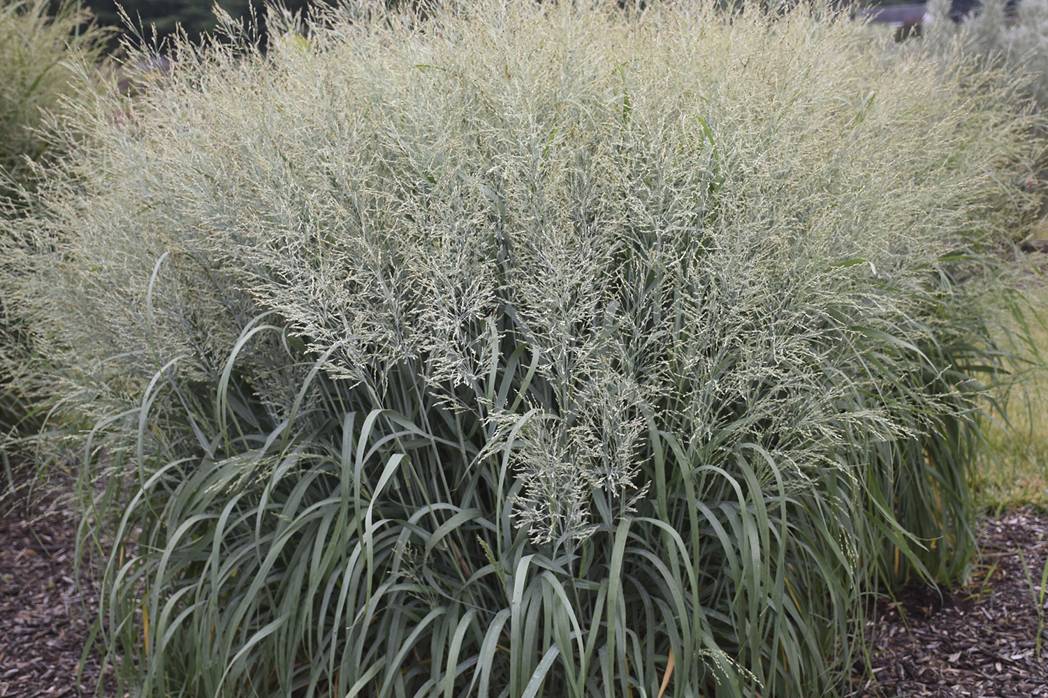 Ornamental Grass